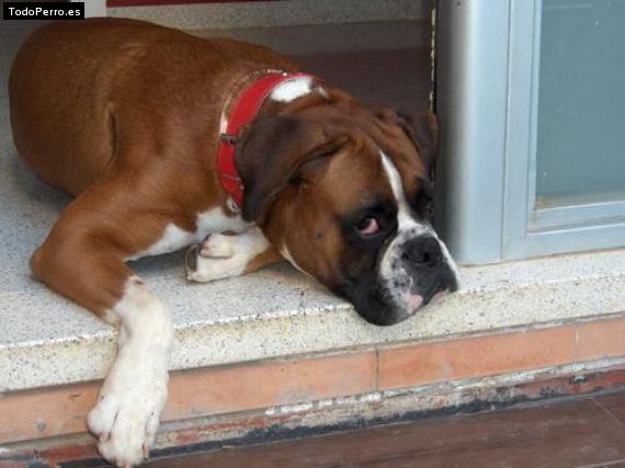 La foto del perro