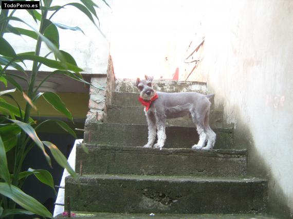 La foto del perro