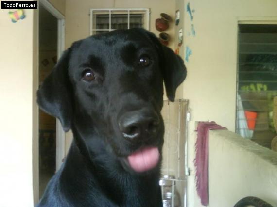 La foto del perro