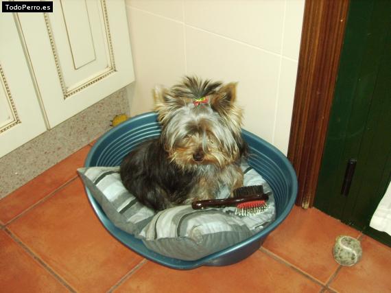 La foto del perro