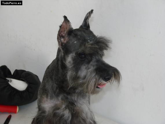 La foto del perro