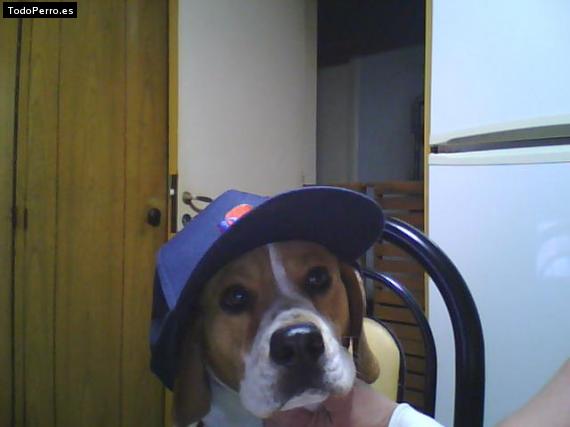 La foto del perro