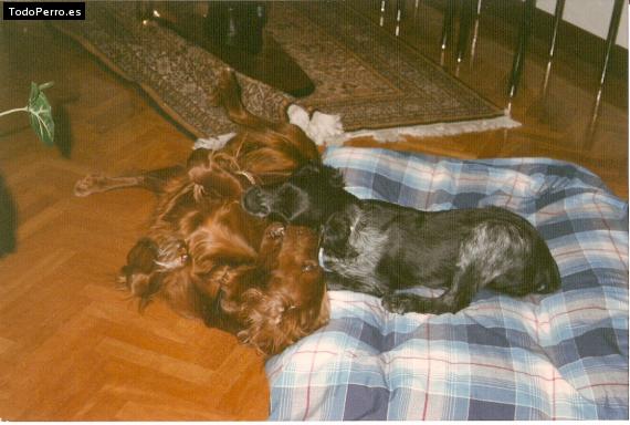 La foto del perro