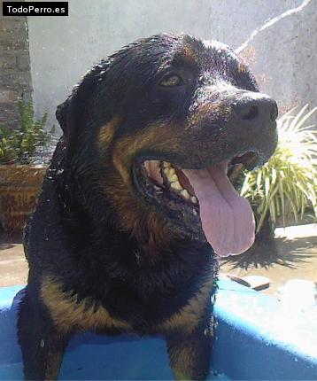 La foto del perro