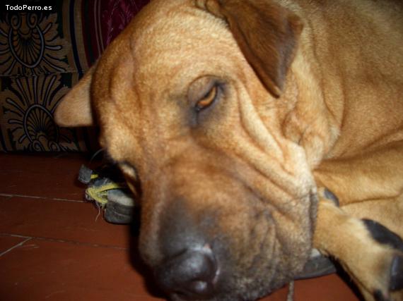 Foto del perro Wanda