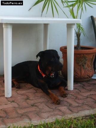 La foto del perro