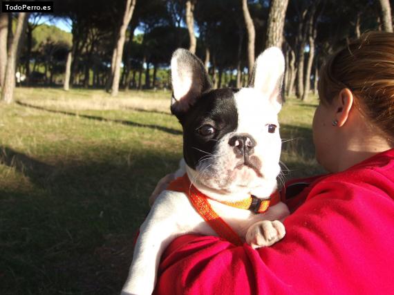 La foto del perro