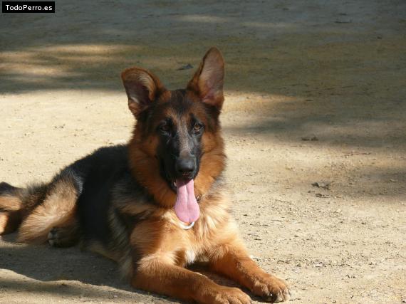 La foto del perro