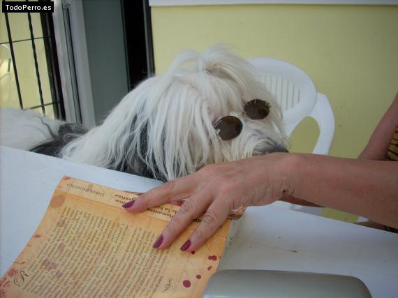 La foto del perro