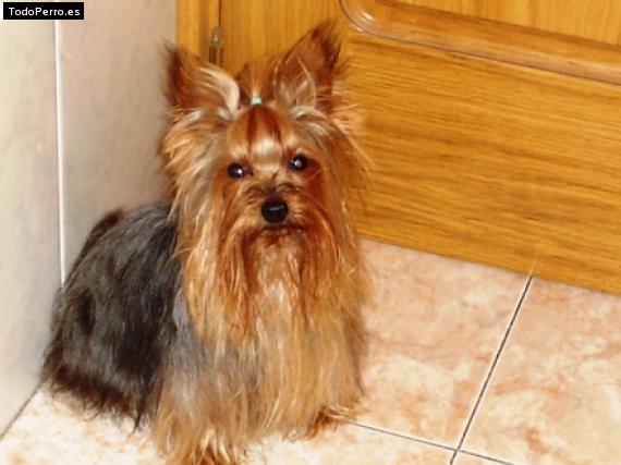 La foto del perro