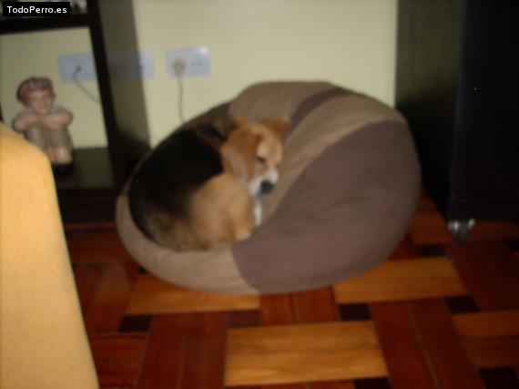 La foto del perro