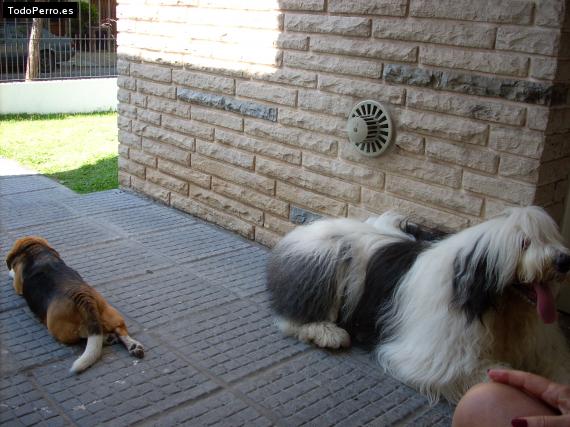 La foto del perro