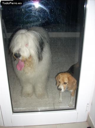 La foto del perro
