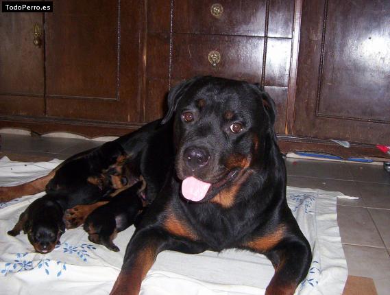 La foto del perro