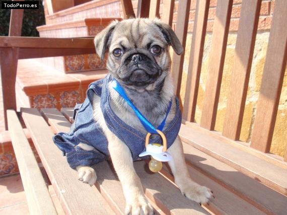 La foto del perro