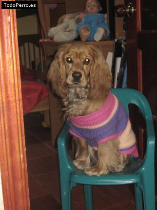 La foto del perro