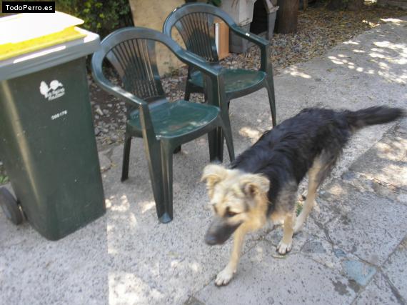 La foto del perro