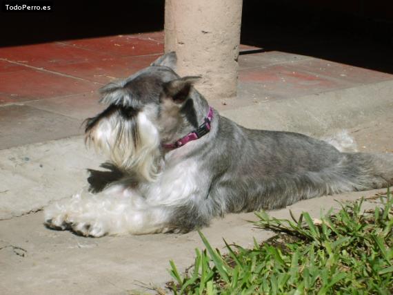 La foto del perro