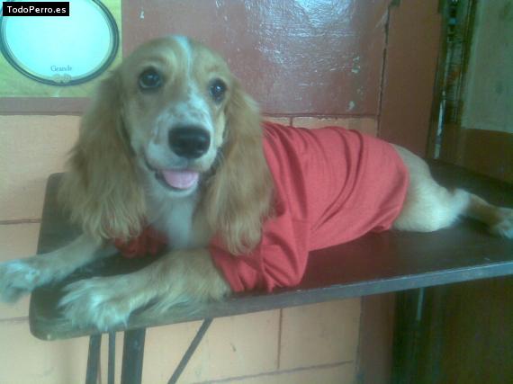 La foto del perro