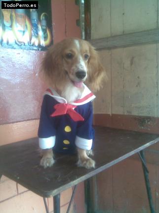 La foto del perro