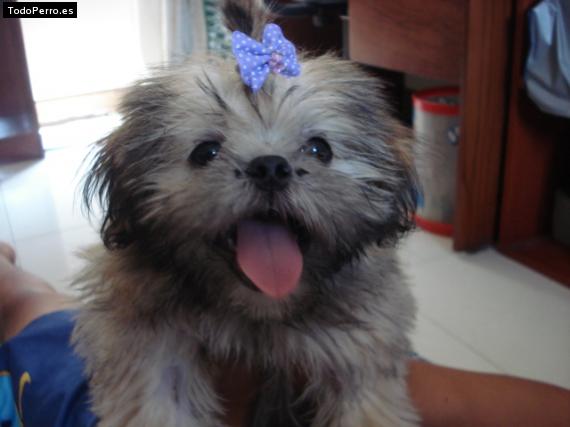 La foto del perro