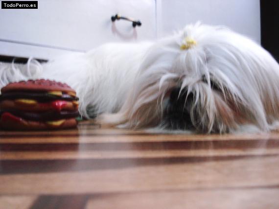 La foto del perro