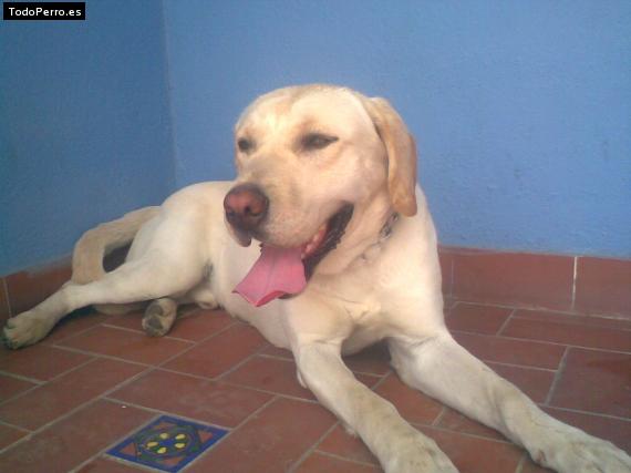 La foto del perro