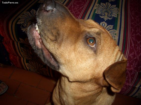 La foto del perro