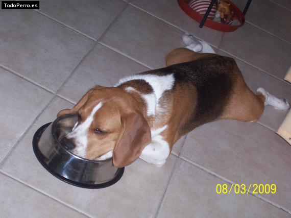 La foto del perro
