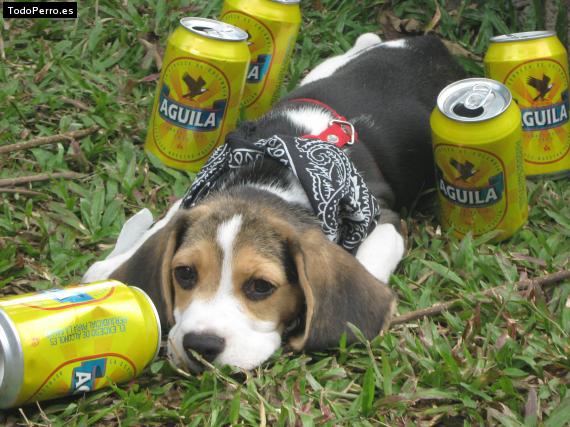 La foto del perro