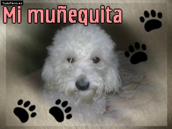 La foto del perro