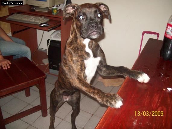 La foto del perro