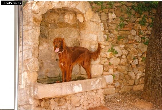 La foto del perro