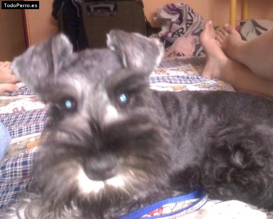 La foto del perro