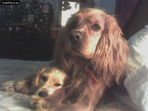 La foto del perro