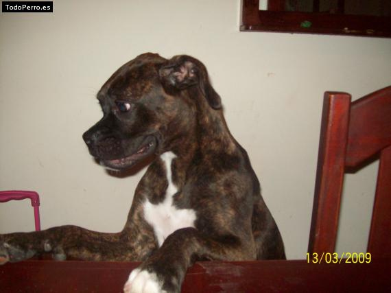 La foto del perro