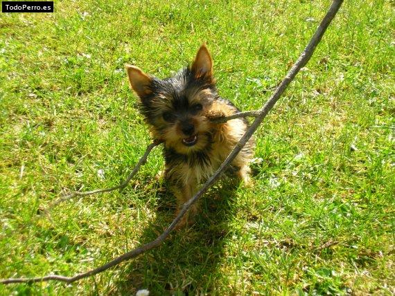 La foto del perro