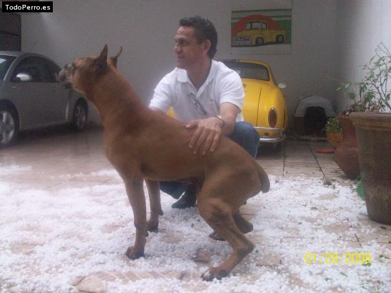 La foto del perro