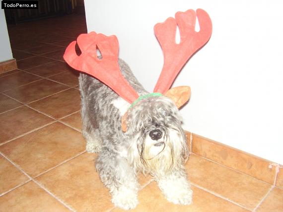 La foto del perro