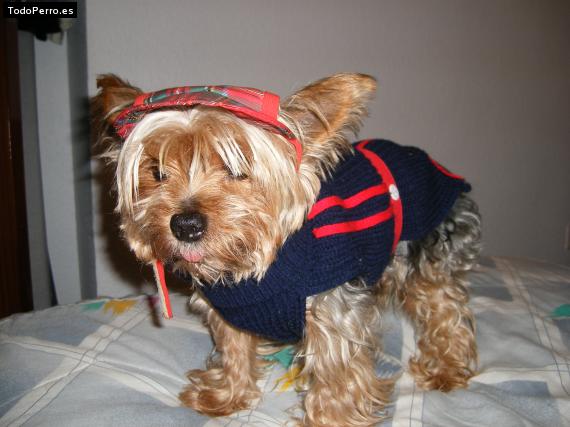 La foto del perro