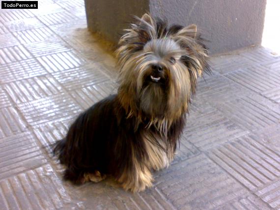 La foto del perro