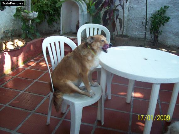 La foto del perro