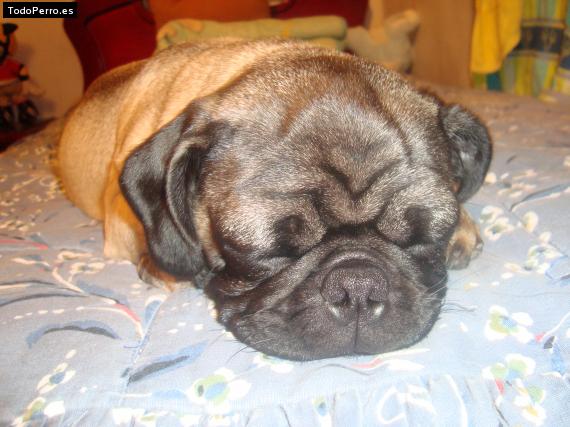 La foto del perro