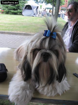 La foto del perro