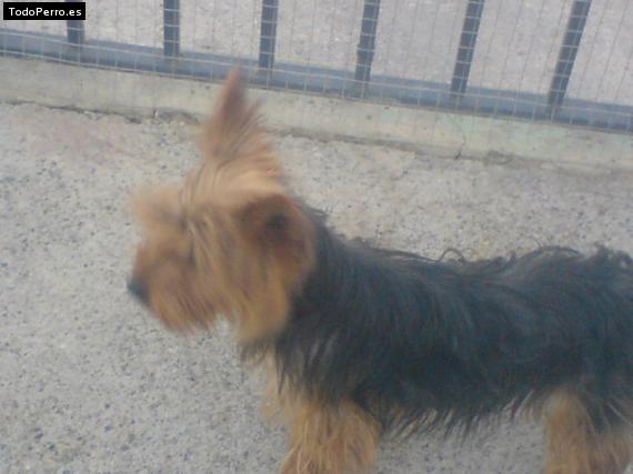 La foto del perro