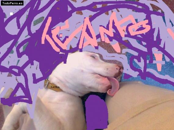 La foto del perro