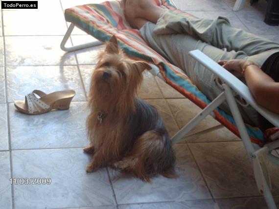 La foto del perro