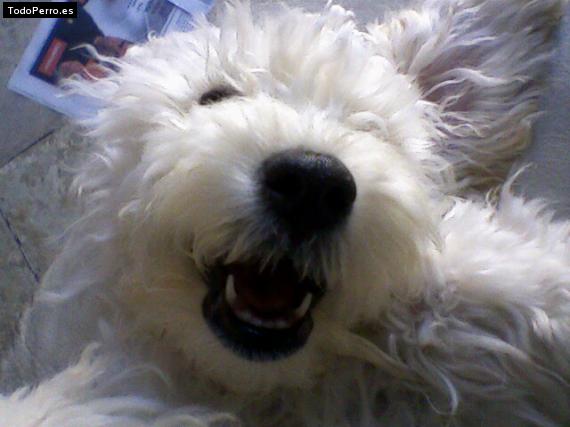 La foto del perro