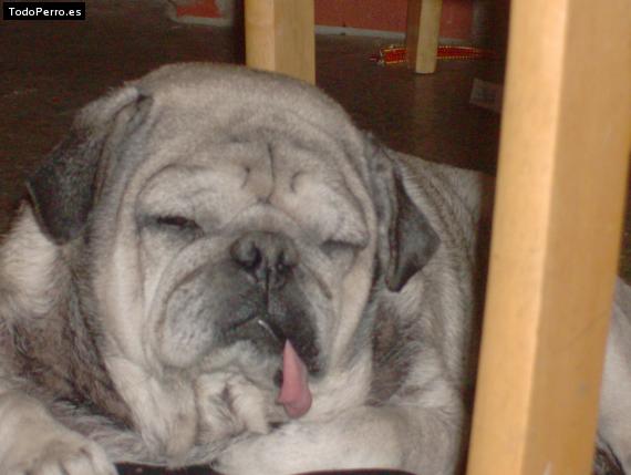 La foto del perro