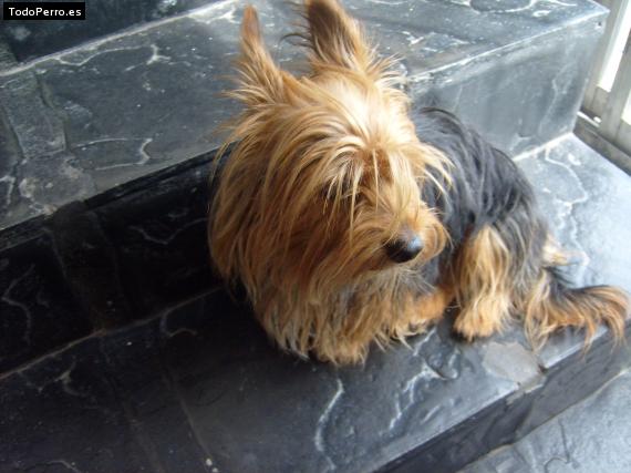 La foto del perro